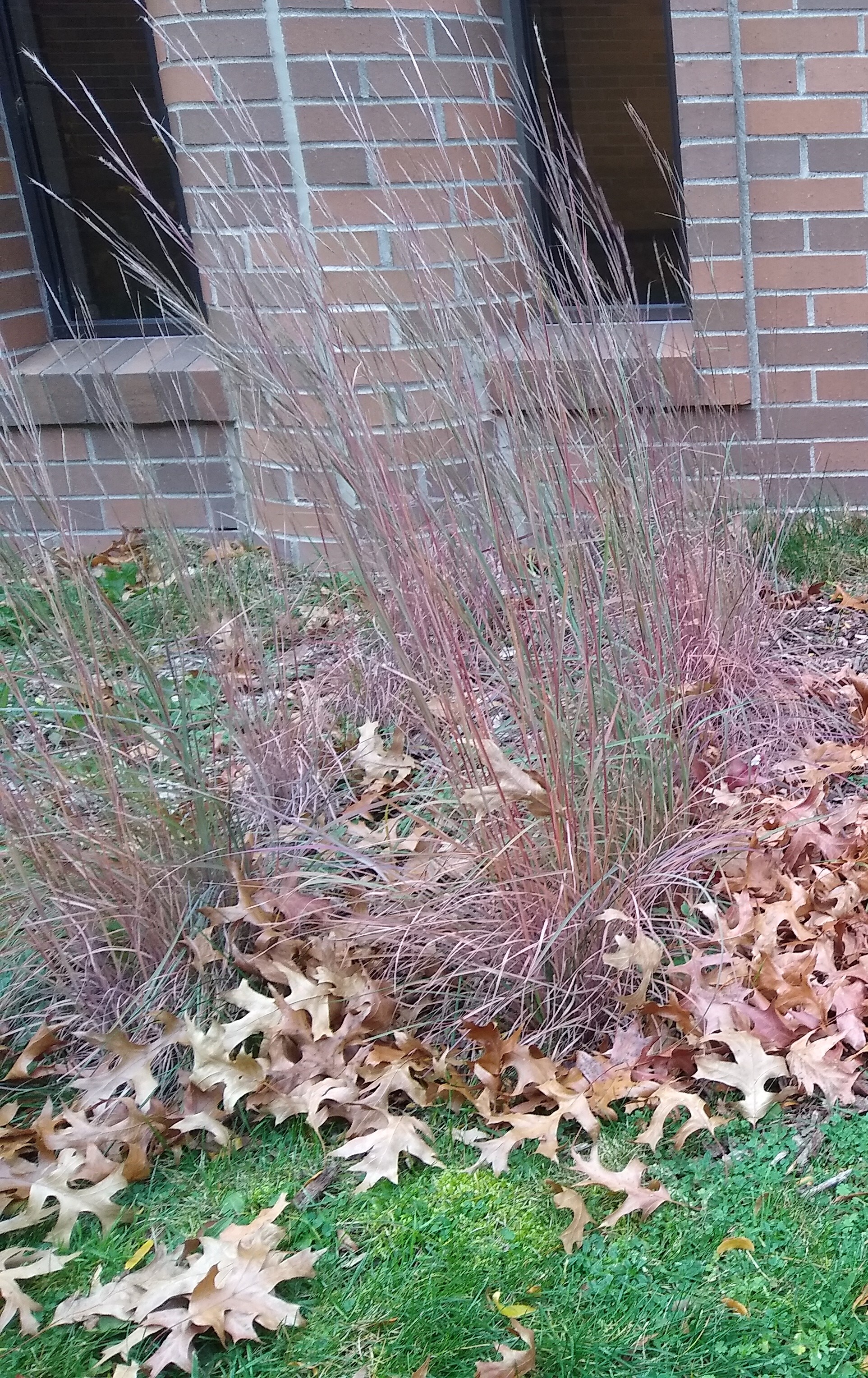 Flower stalks 